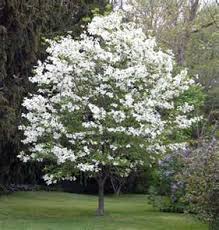Check spelling or type a new query. American Dogwood For Front Garden ã‚¬ãƒ¼ãƒ‡ãƒ‹ãƒ³ã‚° åº­ é¢¨æ™¯