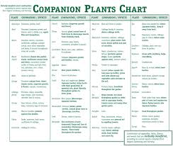 15 unusual companion planting chart free