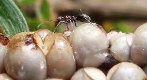 Résultat de recherche d'images pour "scale insects"