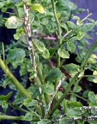 Buy finger lights and get the best deals at the lowest prices on ebay! Australian Finger Lime Planting Pruning Tips On Caring For Caviar Lemon