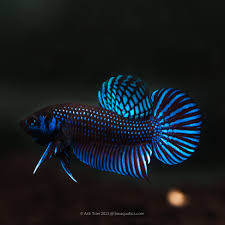 Image result for betta fish