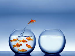 3d Fish Wallpaper Find Best Latest 3d Fish Wallpaper For Your Pc Desktop Background Amp Mobile Phones Sonhar Com Peixe Peixes Pensamentos