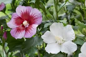 Image result for Hibiscus torrei
