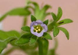 Image result for Catunaregam stenocarpa