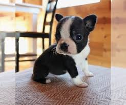 They have the natural ability to follow commands like sit, down or stay. View Ad Boston Terrier Puppy For Sale Near Tennessee Medina Usa Adn 155756