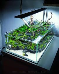 Pin By Jason Rayburn On Turtles And Tanks And Fish Aquarium Aquascape Fish Tank Plants
