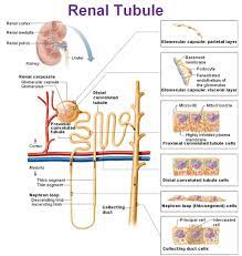 The Urinary System Kidneys Human Anatomy And Physiology Medical Anatomy Renal