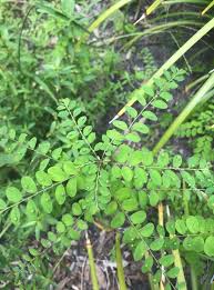 Image result for Indigofera colutea