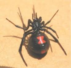 However, it is better to be safe than sorry when it comes to black widows. U S Poisonous Spiders Black Widow Brown Recluse Hobo Get Rid Of Spiders Spider Heating And Air Conditioning