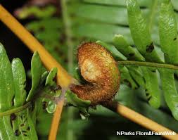 Image result for Dicranolepis