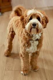 Image result for labradoodle