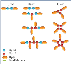 Image result for Haptoglobin