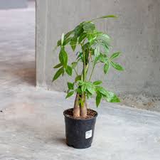 Image result for Pachira