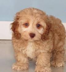 Browse thru thousands of cockapoo dogs for adoption in michigan, usa area, listed by dog rescue you can browse thru list of cockapoo breeders or consider for sale cockapoo puppies. Manny Cockapoo Puppy For Sale Handmade Michigan