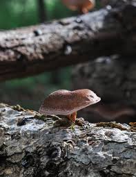 The Mushroom Connection