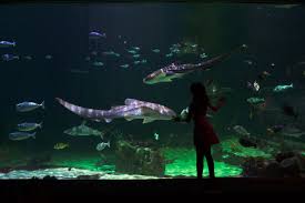 Experience Ecosystems From Around The World Including Journey To South America Discover Utah Antarctic Adventure Ocean Explorer Loveland Ecosystems Aquarium