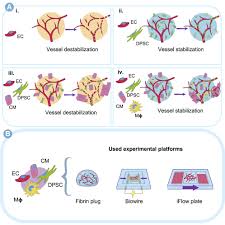 Image result for Shira Red 2014 A1