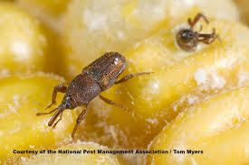 Some Pests Are Attracted To Cereals And Grains Be Sure The Food In Your Pantry Is Stored In Sealed Containers To Avoid Pests Pest Prevention Diy Pest Control