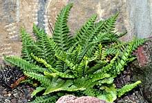 Image result for Asplenium dregeanum