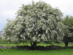 It has the typical white flowers, followed by red fruit that persist into winter. Hawthorn How To Identify Hawthorn A Guide From Tcv