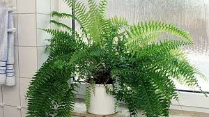 Ein Farn Eignet Sich Gut Furs Badezimmer Quelle Imago Niehoff Zimmerpflanzen Farn Zimmerpflanze Pflanzen
