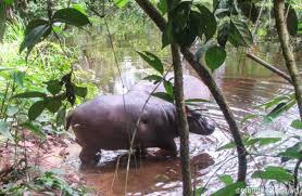 Congo Rainforest African Animals Congo Rainforest Mammals