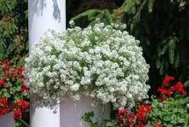 Fiori bianchi estivi da vaso. Fiori Bianchi Ricadenti Da Balcone