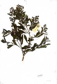 Image result for Clerodendrum ternatum