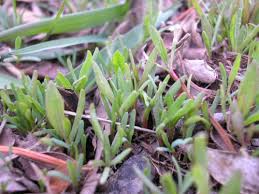 Image result for Heterotis prostrata
