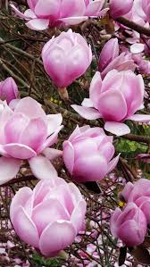Image result for magnolia soulangeana