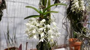 Image result for Mystacidium tanganyikense