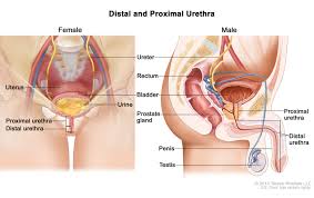 Image result for Bladder Anatomy
