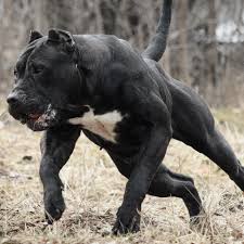 Presa Canario Presacanario From Romania Carpatcan C Corso Dog Bully Breeds Dogs Dog Breeds