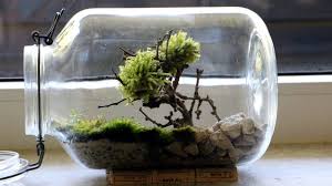 Homemade Bonsai Moss Tree Terrarium Best Terrarium Plants Small Terrarium Terrarium