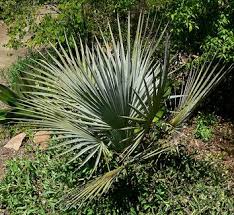 Image result for Triumfetta brachyceras