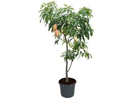 Apricot trees have small trunks and lush canopies, but their fruit is their crowning glory. Mangifera Indica Mango Tree Fruit Trees Dubai Garden Centre