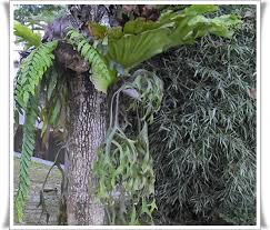 Pernakah teman2 menanam tanaman tanduk rusa?klo blm,kalian hrs coba menanam nya drmh!media tanam tanduk rusa ini. Tanduk Rusa Kaytieze S Blog