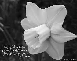 Daffodil Photograph Bible Verse Print Be Joyful In Hope Etsy Daffodils Daffodil Photography Scripture Wall Art