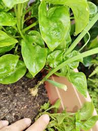 Cara menanam bayam bisa dipelajari secara mandiri, karena untuk membudidayakan bayam tidak diperlukan teknik yang terlalu sulit. Tanam Sekali Bayam Brazil Dengan Bawang Putih Untuk Elak Haiwan Perosak Memang Berkesan Impiana
