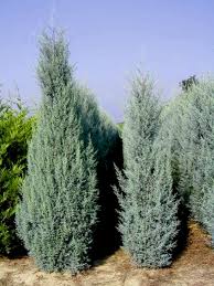 Image result for Cupressus arizonica