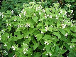 Pikrepo blackberries grow wild throughout the pacific northwest and the south. White Comfrey Naturespot