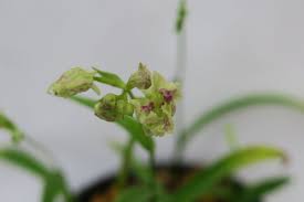 ウチョウラン 葉芸いろいろ 花酔いの語り部のblog