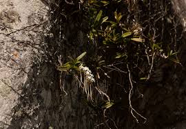 Image result for Ypsilopus zimbabweensis