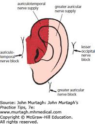 Image result for Ear Nerve Block