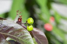 Image result for Rhynchosia elegans