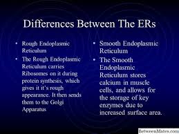 Maybe you would like to learn more about one of these? Makinis Endoplasmic Reticulum At Rough Endoplasmic Reticulum 2021 Agham