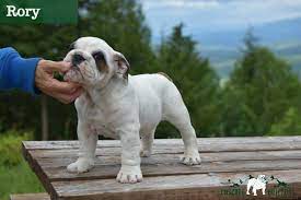 Akc english bulldogs washington, seattle. Cascade Bulldogs Bulldog Bulldog Puppies Puppies