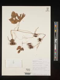 Image result for Eureiandra eburnea