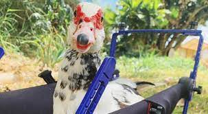 Caring For A Sick Pet Chicken Or Duck Bird Mobility Illness
