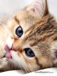 Cute Kitten Wallpaper Hd 525 Cat Kitty Kitten Cats Kitten Wallpaper Kittens Cutest Cat Images Hd